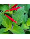 Salvia elegans - Sauge mandarine