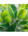 Salvia officinalis - Sauge officinale