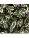 Salvia officinalis - Sauge panachée