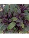 Salvia officinalis 'Purpurascens' - Sauge pourpre