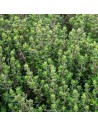 Thymus vulgaris 'Compactus' - Thym compact