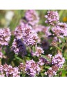 Thymus serpyllum - Thym serpolet