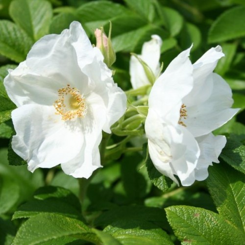 Rosier Rugosa alba