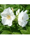 Rosa rugosa 'alba' - Rosier sauvage