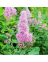 Spiraea x 'billardii' - Spirée de billard