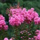 Lilas d'été" Lagerstroemia"