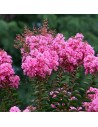 Lagerstroemia indica - Lilas des Indes