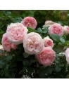 Rosa 'Pierre Ronsard' - Rosier grimpant