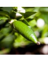 Microcitrus australasica - Citron caviar