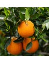 Citrus sinensis - Oranger