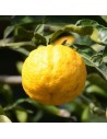 Citrus junos 'Yuzu' - Citronnier du Japon