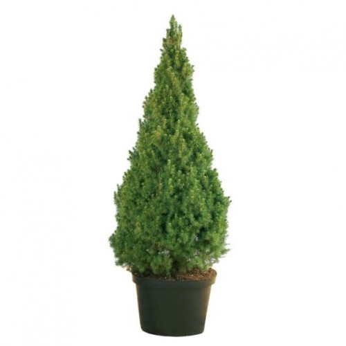 picea glauca conica