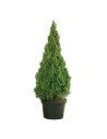 Picea glauca 'Conica' - Epicéa glauque