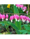 Dicentra spectabilis - Coeur de Marie