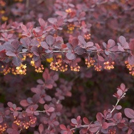 Berberis Thunbergii Atro