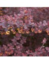 Berberis thunbergii 'Atropurpurea' - Epine vinette de Thunberg pourpre
