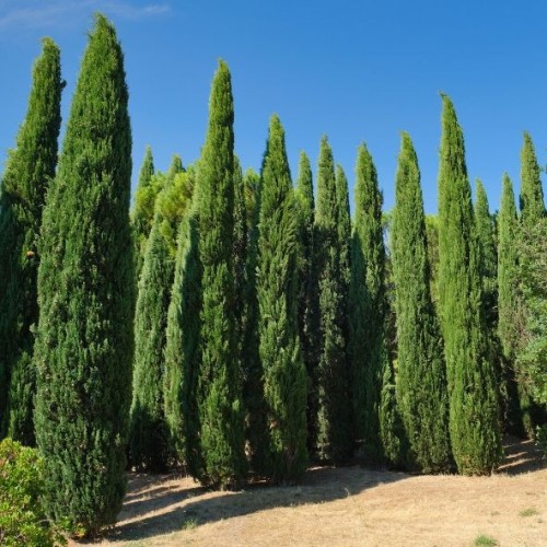 Cupressus arizonica (Cyprès d'Arizona)