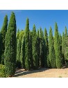 Cupressus sempervirens 'Stricta' - Cyprès d’Italie