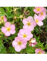 Potentilla fruticosa 'Lovely pink' - Potentille arbusive