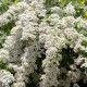 Spiraea cinerea "grefsheim"