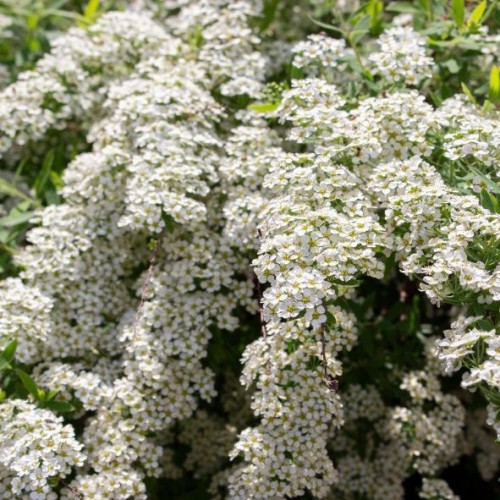 Spiraea cinerea "grefsheim"