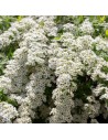 Spiraea cinerea 'Grefsheim - Spirée dentelée