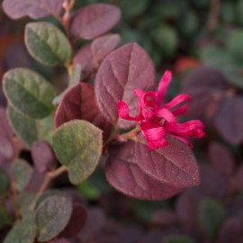 Loropetalum ‘Black Pearl’