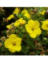 Potentilla fructicosa 'Kobold' - Potentille