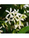 Trachelospermum jasminoides - Jasmin étoilé