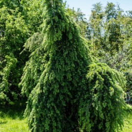 Cedrus deodara pendula