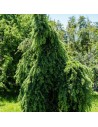 Cedrus deodara `pendula`