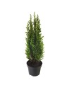Juniperus communis 'Hibernica' - Genévrier commun
