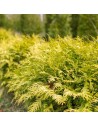 Thuya occidentalis 'Golden Globe' - Thuja du Canada