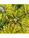 Pinus mugo 'Winter Gold '- Pin de montagne nain doré