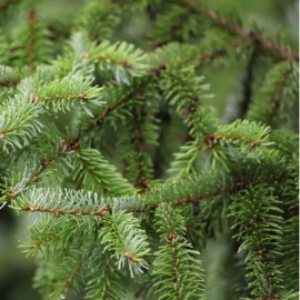 Picea Omorika nana.