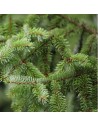 Picea omorika 'Nana' - Epicéa de Serbie