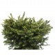 Picea abies compacta