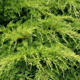 Juniperus pfitz aurea