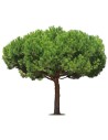 Pinus pinea - Pin parasol