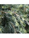 Cedrus deodora 'Feeling Blue' - Cèdre de l'Himalaya