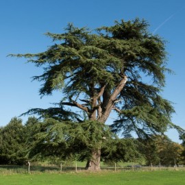 Cedrus libanii - Cèdre du Liban