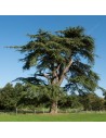 Cedrus 'libanii' - Cèdre du Liban
