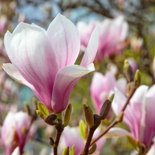 Magnolia soulangeana