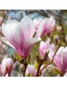 Magnolia soulangeana
