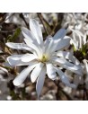 Magnolia stellata - Magnolia étoilé