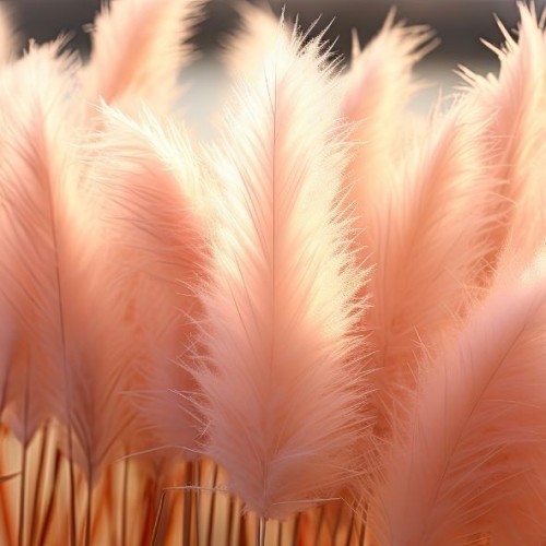 Cortaderia sell. rosea