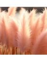 Cortaderia  selloana 'Rosea' - Herbe de la pampa rose