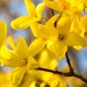 Forsythia inte. lynwood