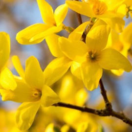 Forsythia inte. lynwood