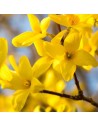Forsythia intermedia 'Spectabilis' - Mimosa de Paris